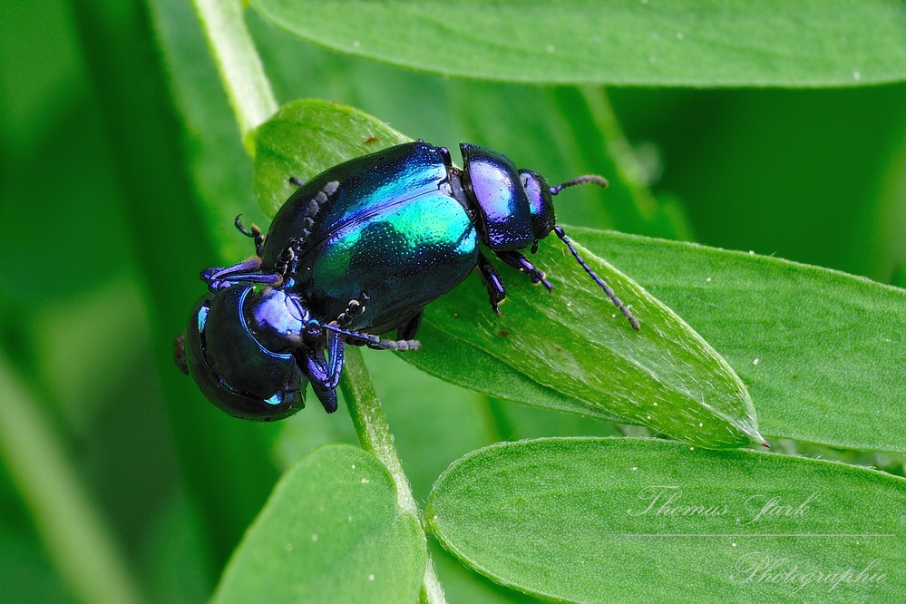 Blattkäferpaarung