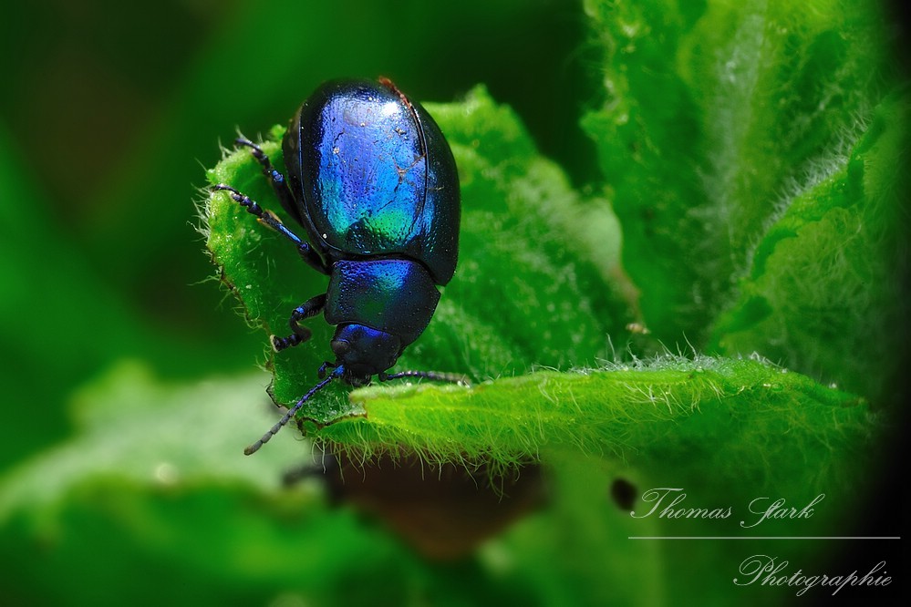 Blattkäfer beim Fressen