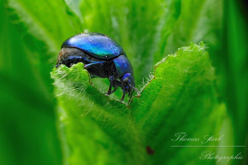 Blattkäfer beim Fressen