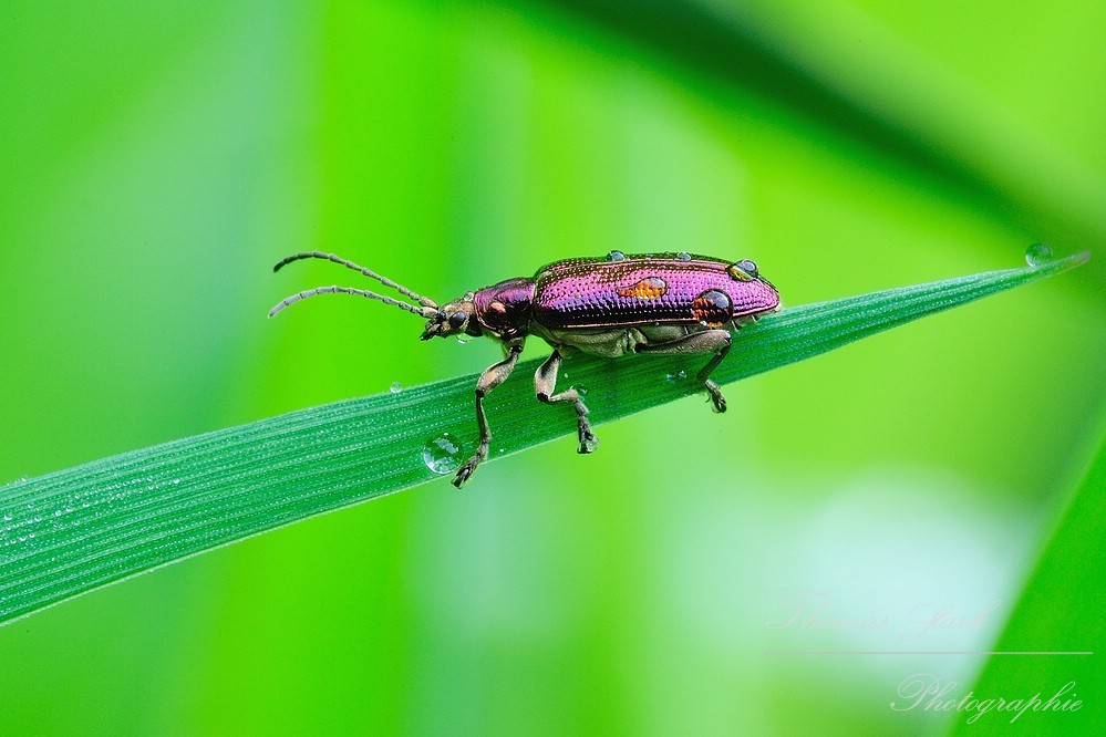 Schilfkäfer auf Grashalm