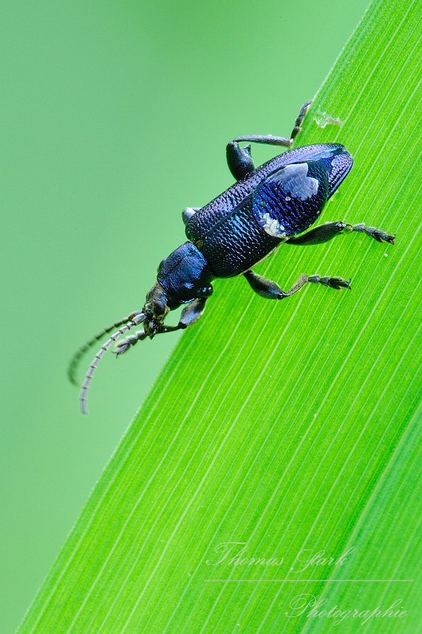 Schilfkäfer hinter Grashalm
