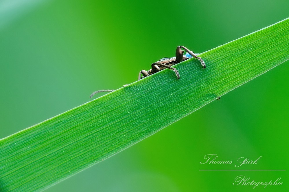 Schilfkäfer hinter Grashalm