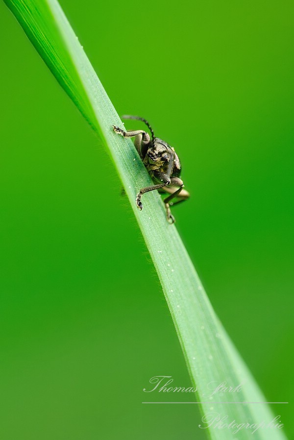 Schilfkäfer schaut hinter Grashalm hervor