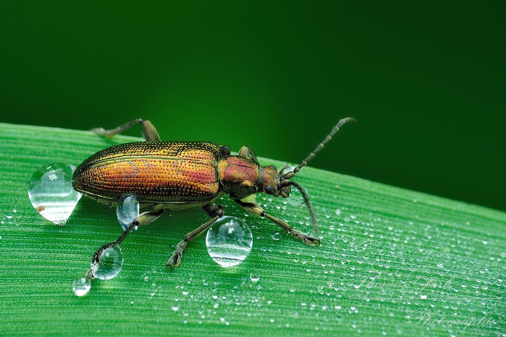 Schilfkäfer schaut hinter Grashalm hervor