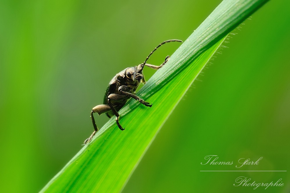 Schilfkäfer schaut hinter Grashalm hervor