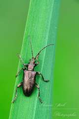 kleines Schilfkäferbild