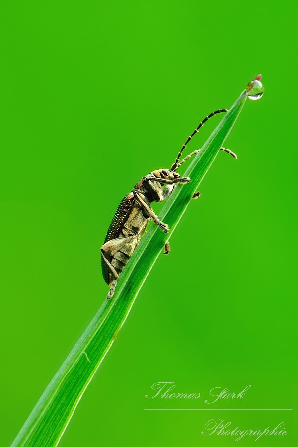 Schilfkäfer schaut hinter Grashalm hervor