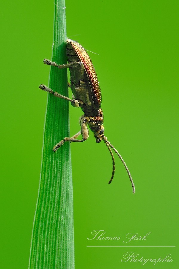 Schilfkäfer schaut hinter Grashalm hervor