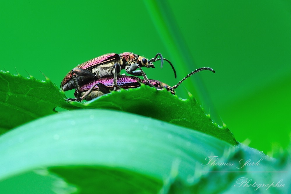 Schilfkäfer schaut hinter Grashalm hervor